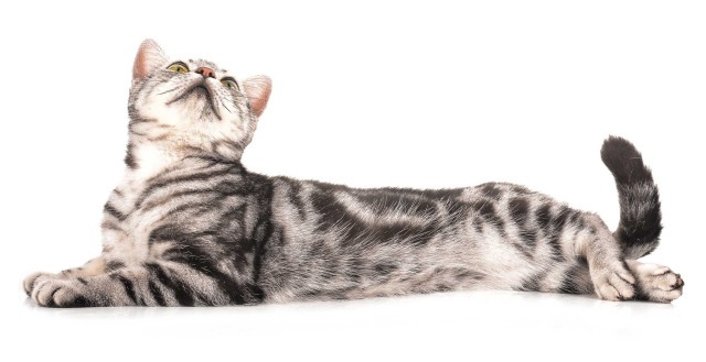 Cat - ZOLUX catalogue