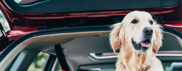 Urlaub mit meinem Haustier