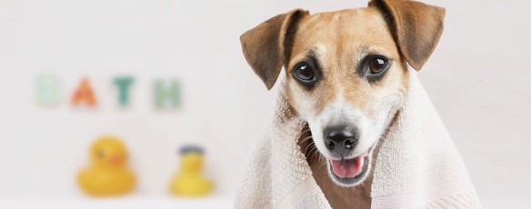 Verwöhnen Sie Ihren Liebling!