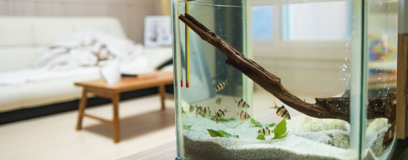 Der Zen-Effekt des Aquariums